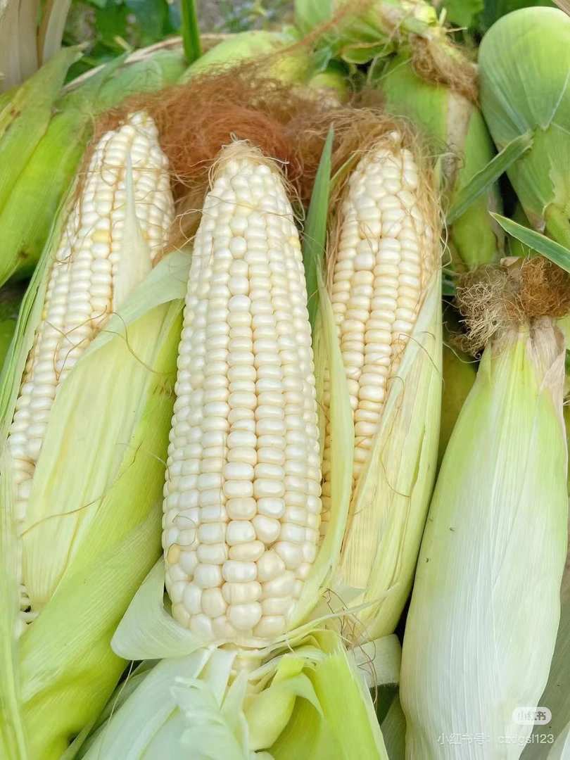 云南燕窝玉米现摘甜玉米棒甜脆爆浆可生吃水果玉米糯玉米