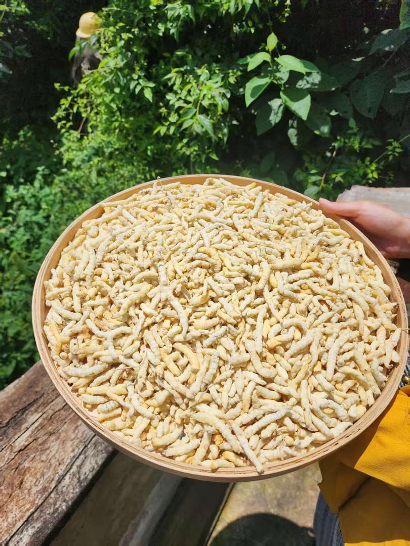 【小楠 虫草天蚕】 搭配 枸杞 泡水 150克起