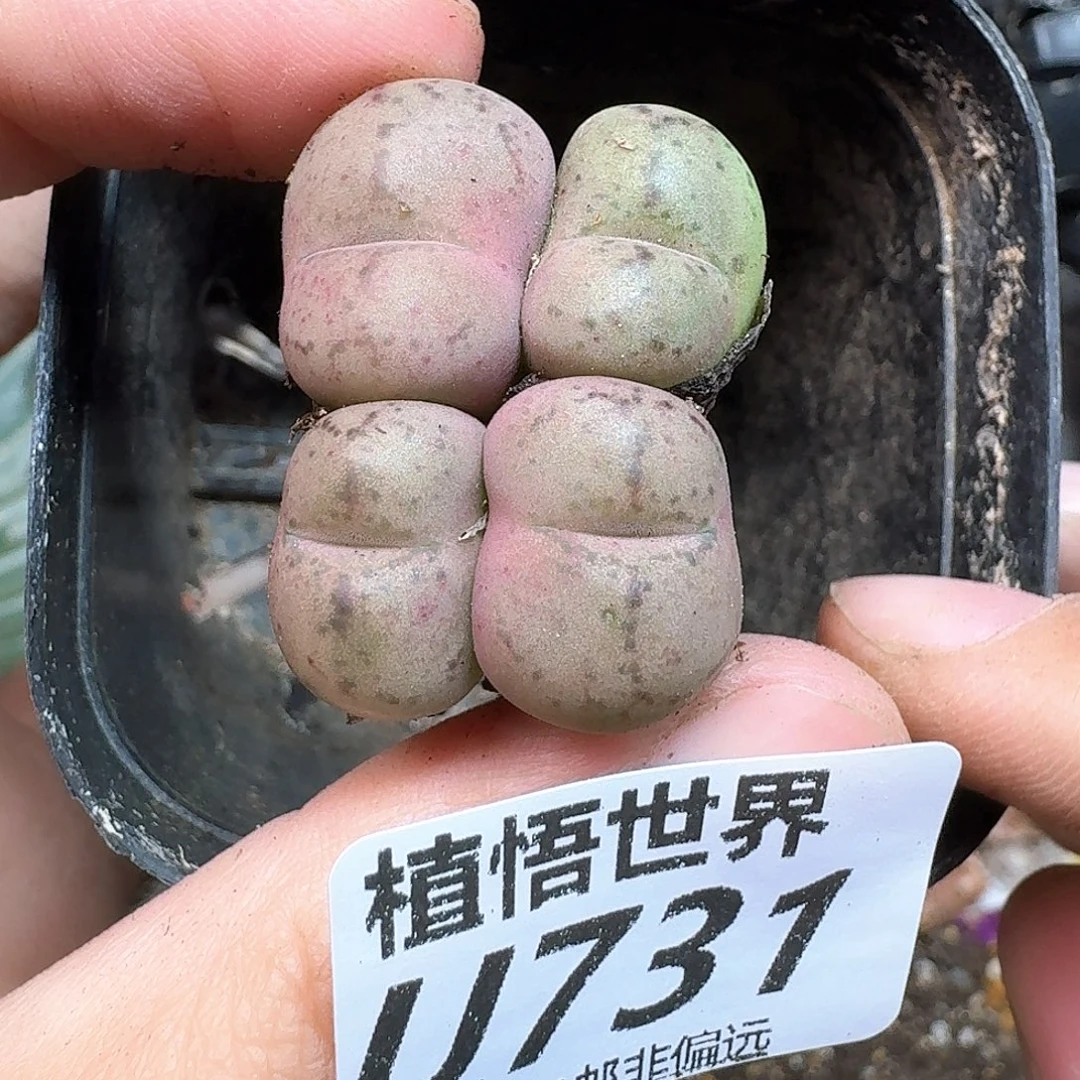 多肉植物的是个好h