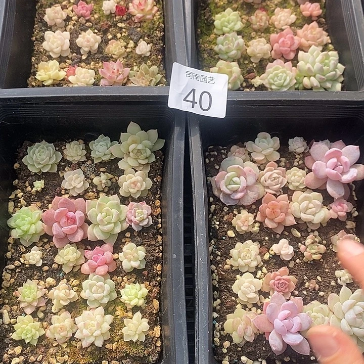 40 多肉植物盆栽花卉