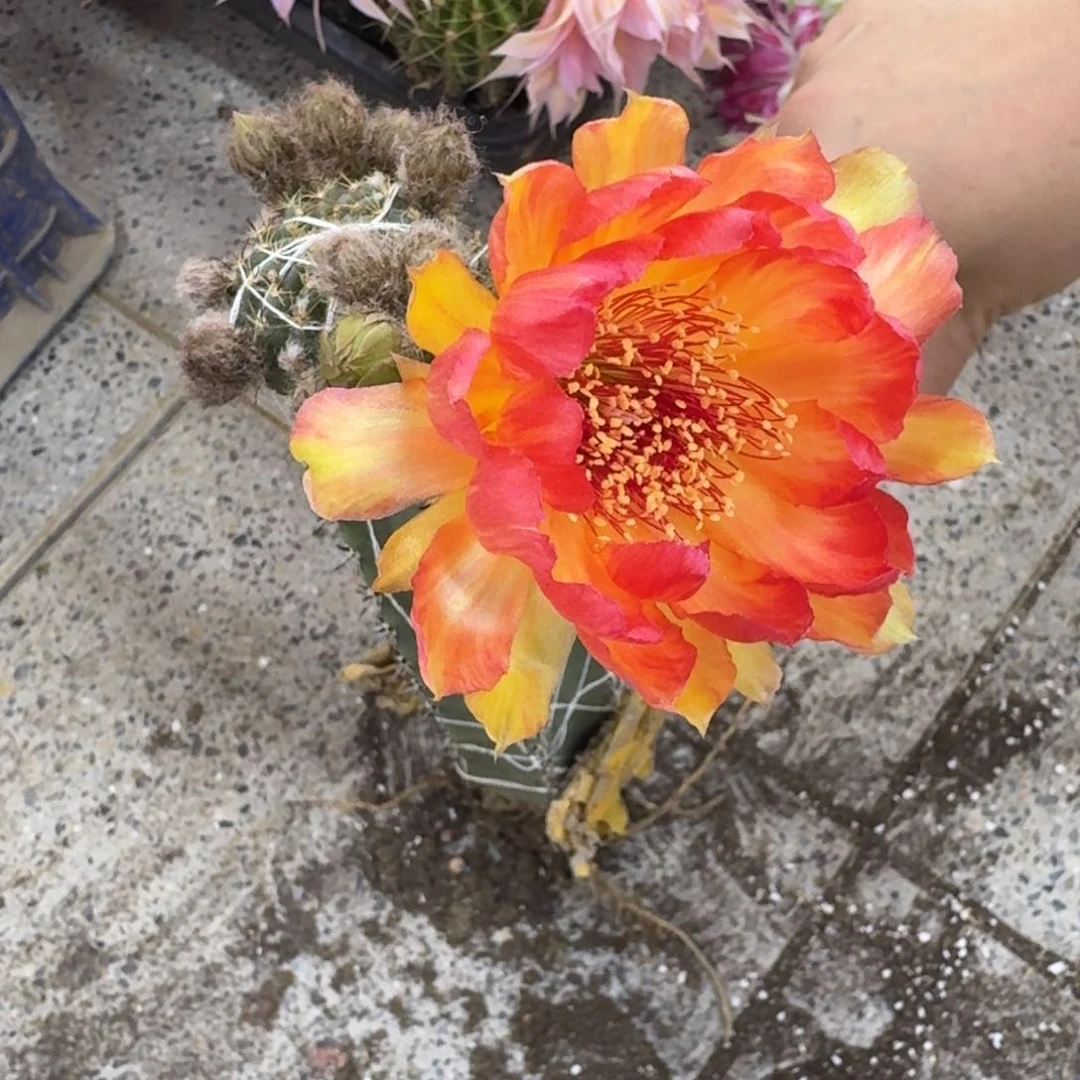 302嫁接新品丽花脱土掰花发货斑，20包邮