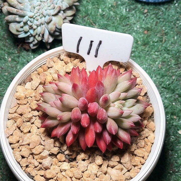 虞美人11号码牌子的话
