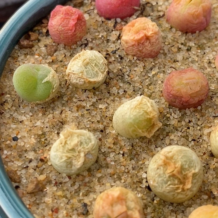 翠星一颗翠星一颗