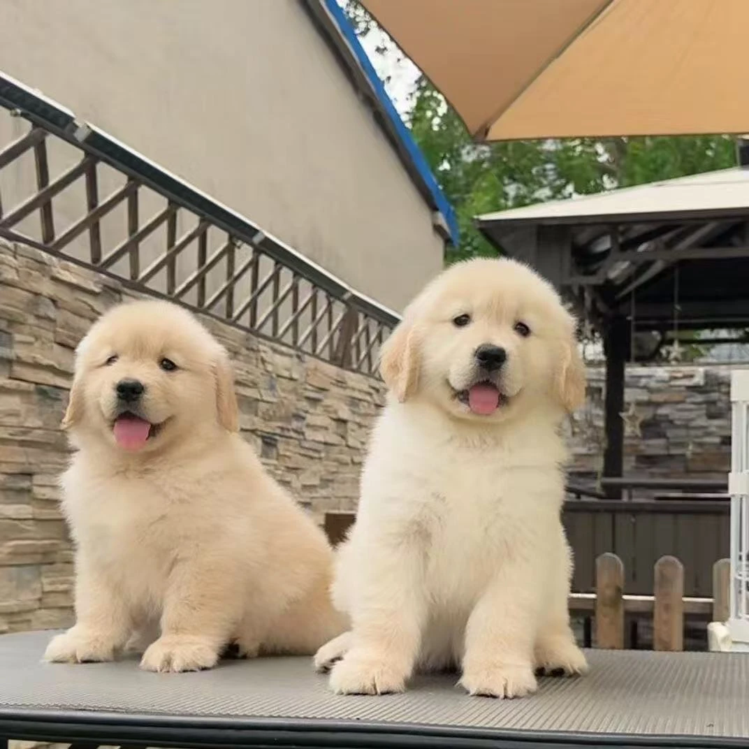 【丹姐家的萌宠】精品幼犬宠物勾股直播间可挑选