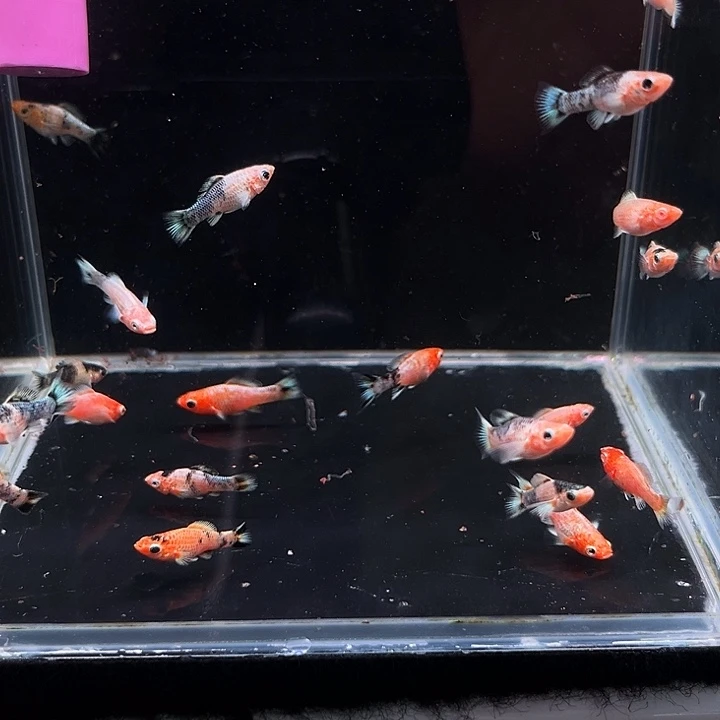 孔雀鱼精品皮卡丘苗4条