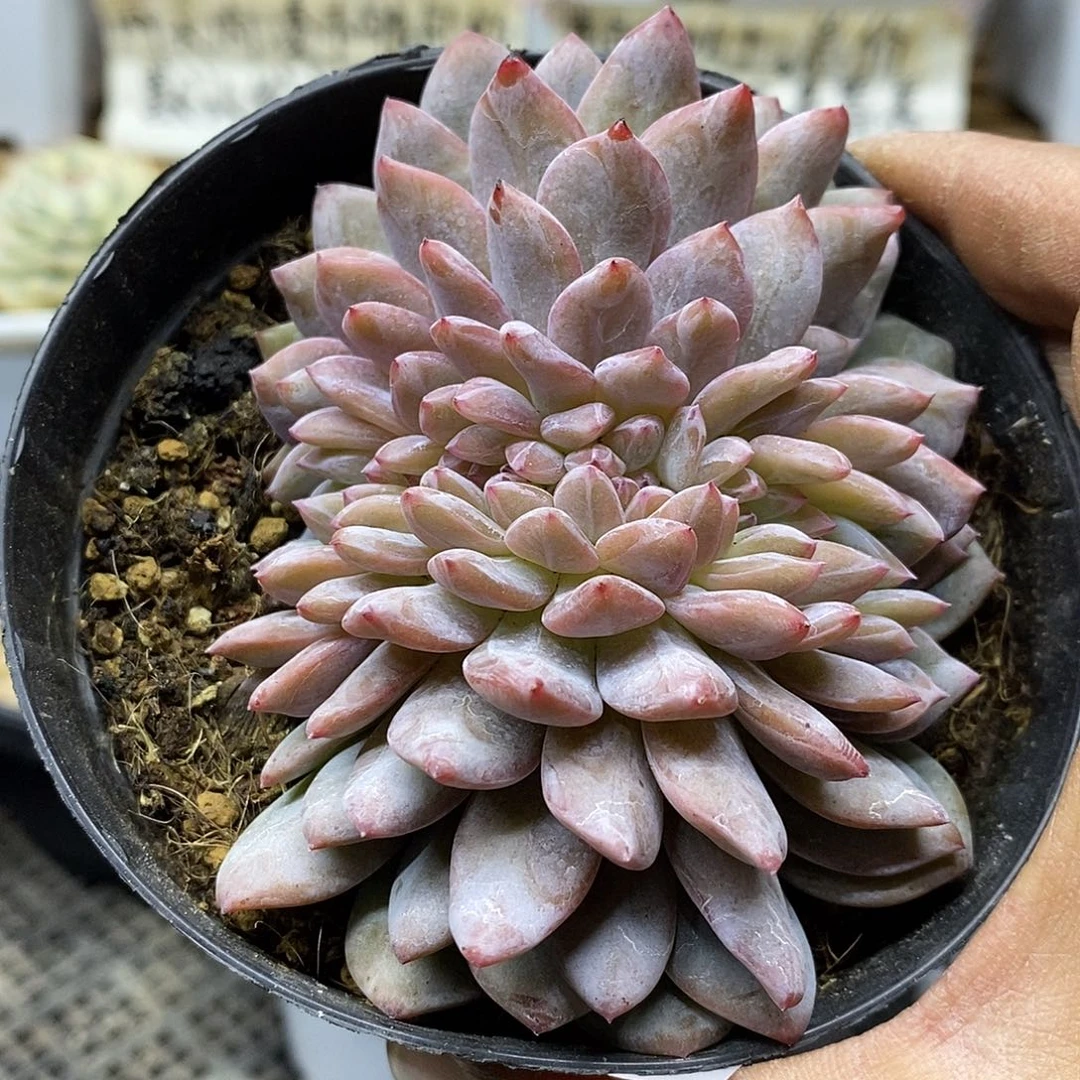 0666 星影缀化多肉