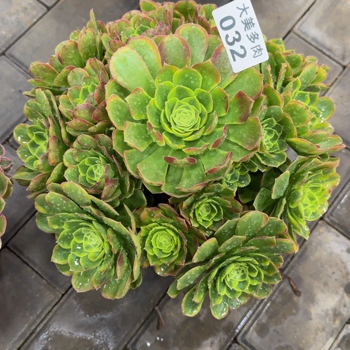 浅**然奶奶白捧花032肉肉