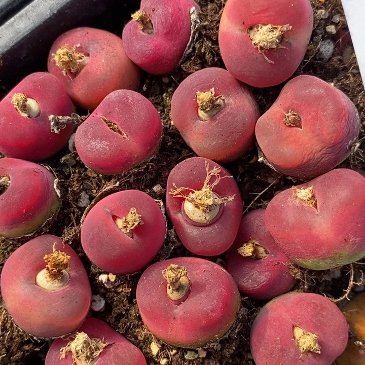 1644一组一组一组