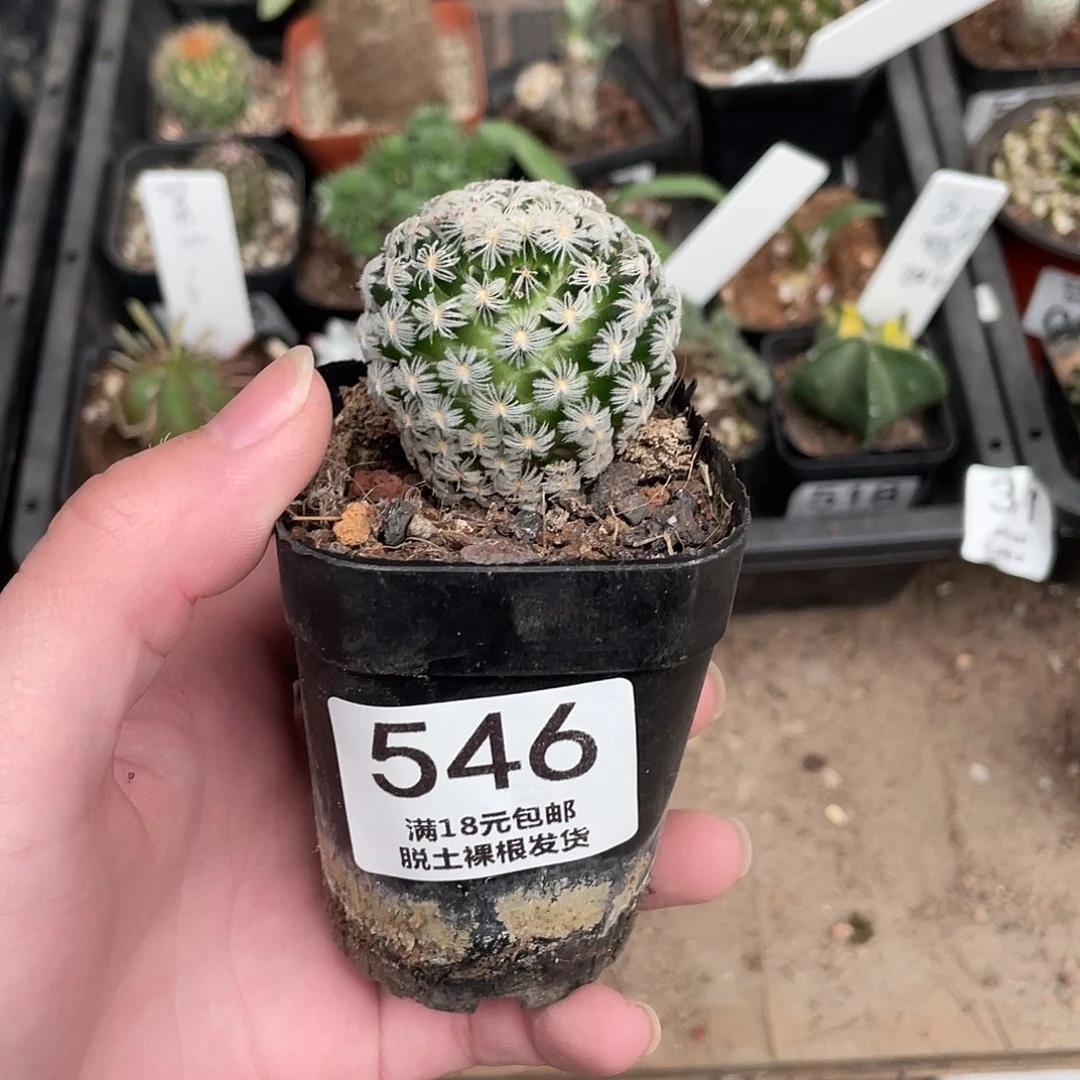 546单头杜威（满18包邮）