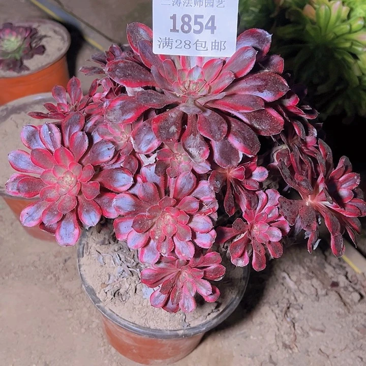 1854香奈尔多肉植物老桩