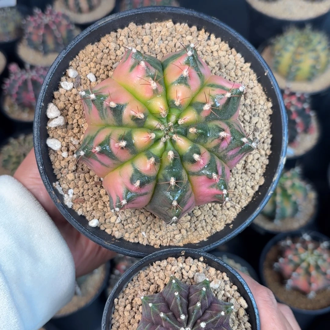 泰系米哈仙人球组合9号