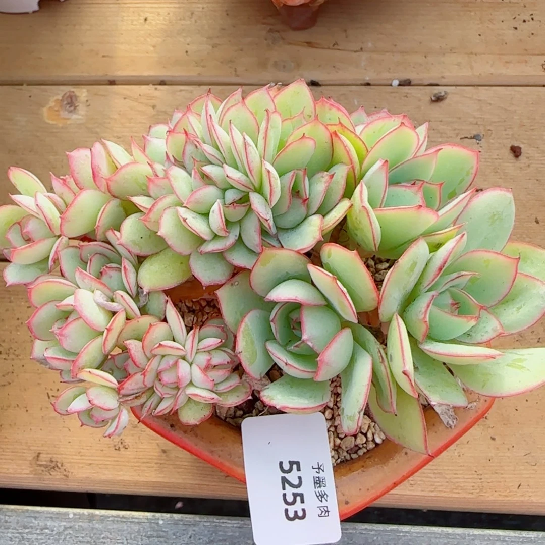 牡丹亭小树缀，5253多肉植物