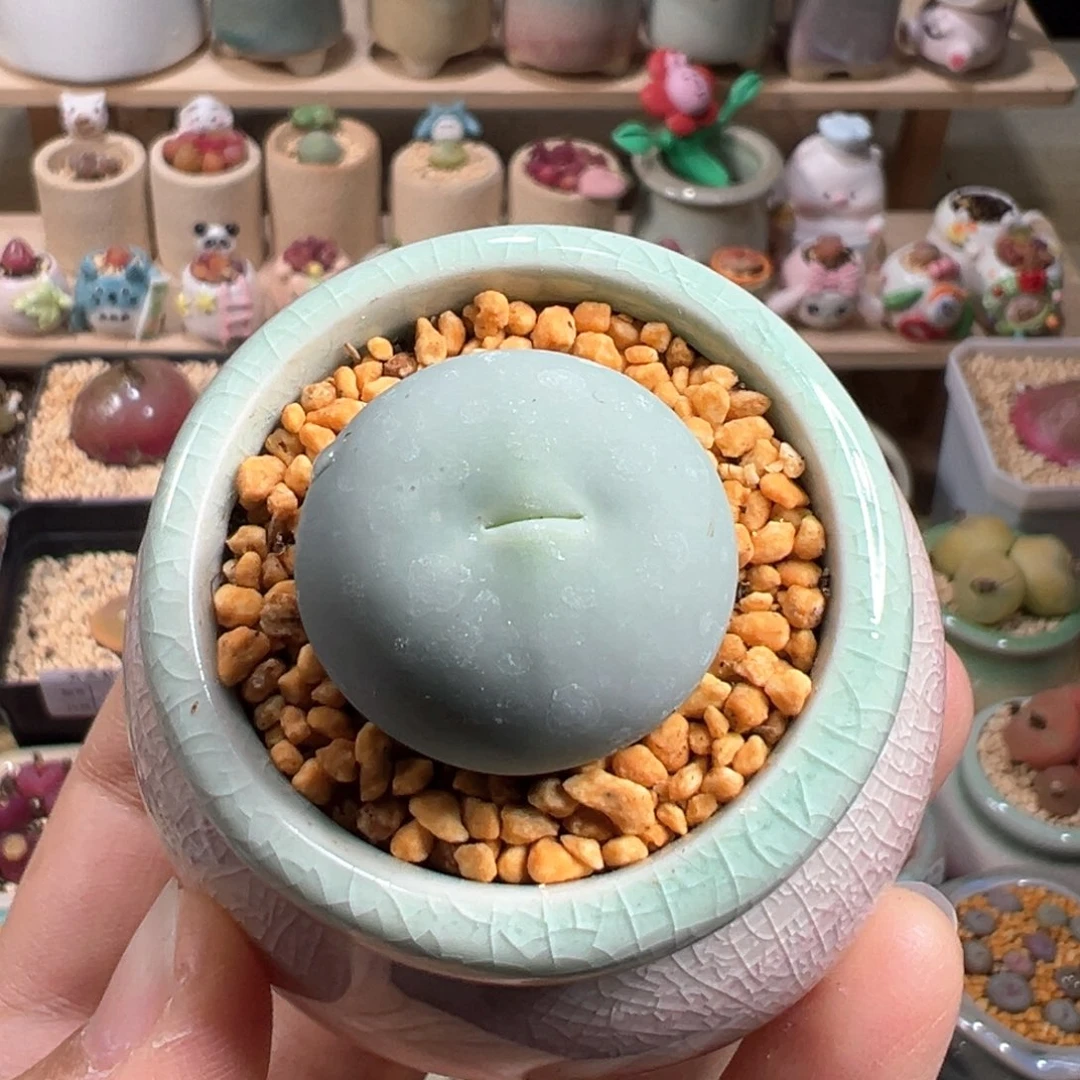 多肉植物88号鸽子蛋2.6厘米