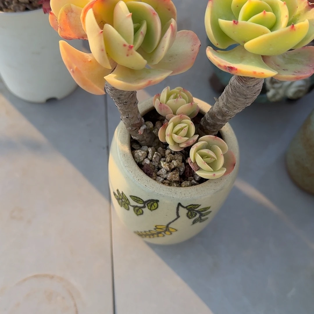 杰***）鸡蛋碧桃多肉植物一颗