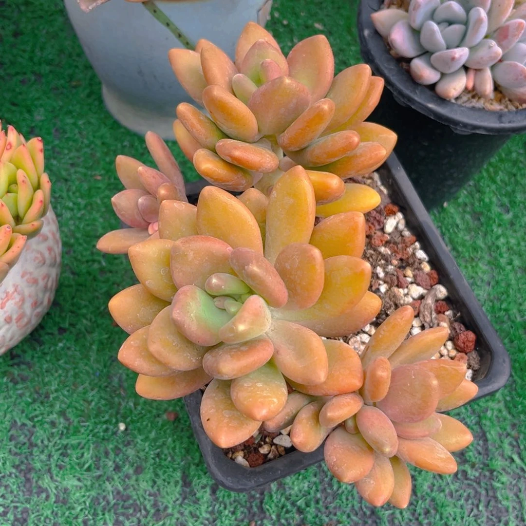 芒果奶8888888888