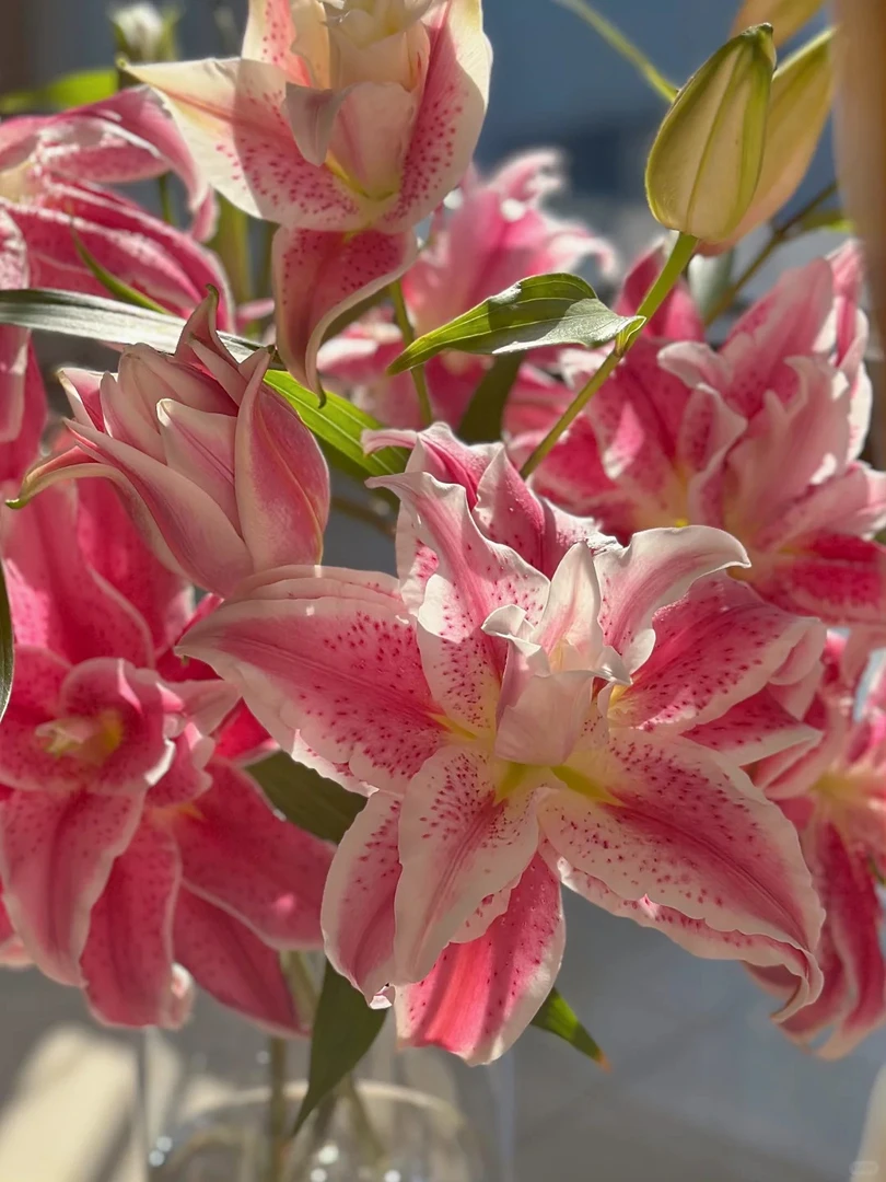 【源头优选】香艳倾城重瓣百合 任意2单鲜花包邮 发货后不支持退款