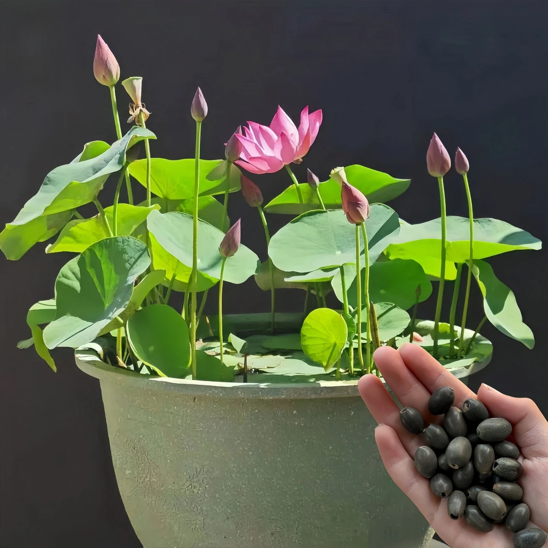 碗莲种子莲花荷花盆栽绿植室外花卉四季多年生长阳台室内水培植物