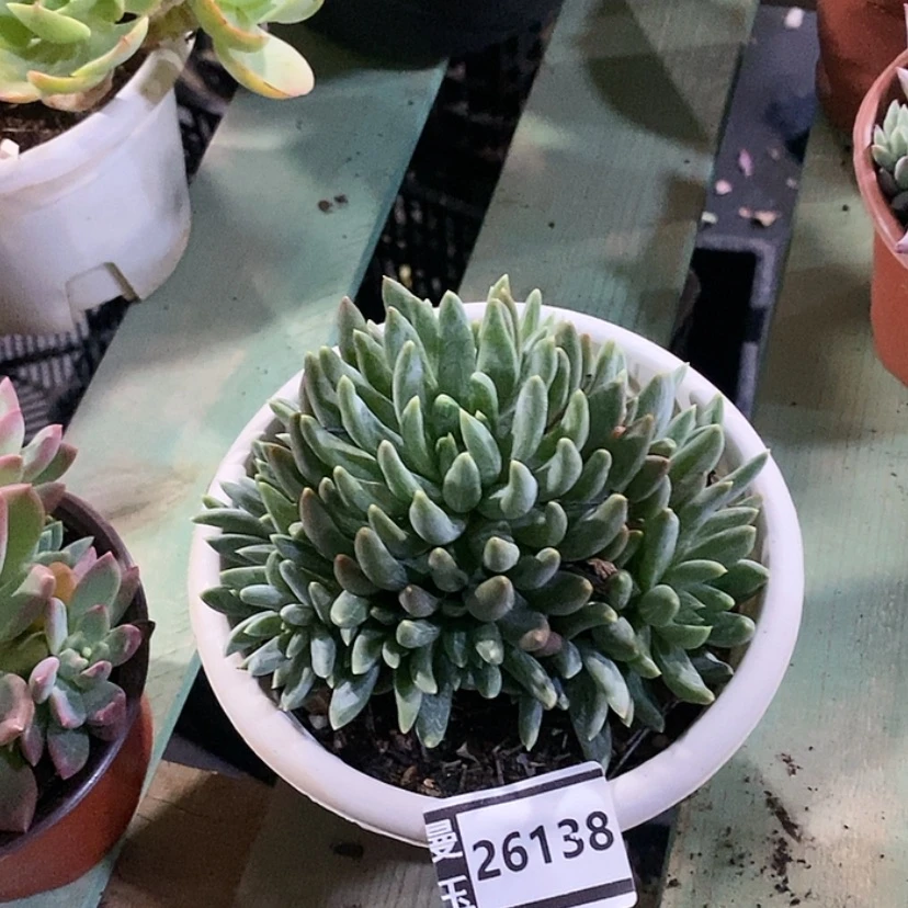 【闪购商品】炫彩星26138