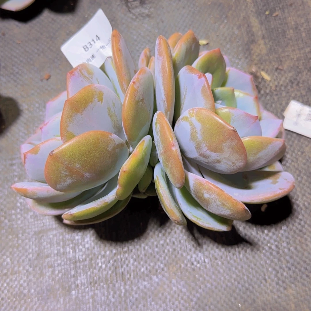 重***肉B314奶茶老桩双头