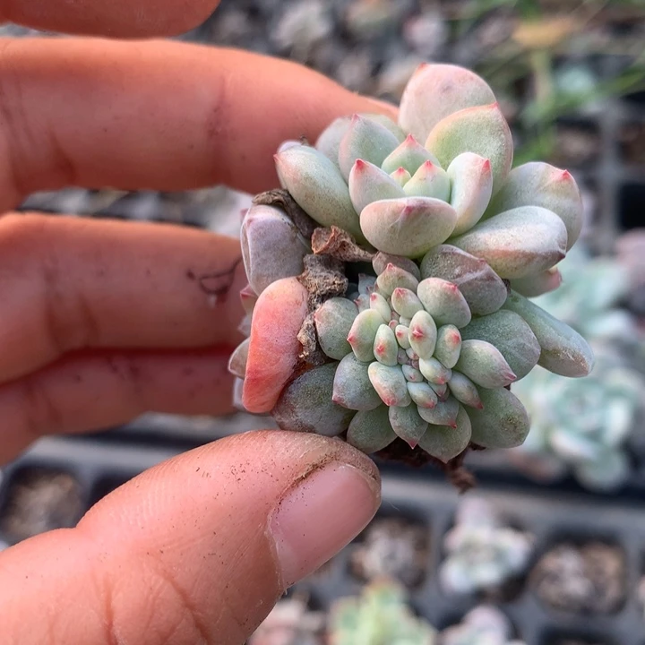 一物一拍满18包邮