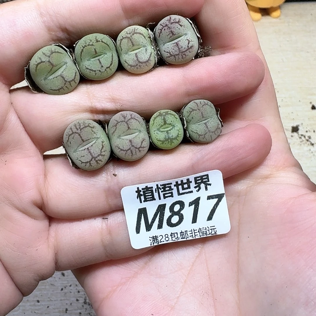 一颗一组量拍多肉植物