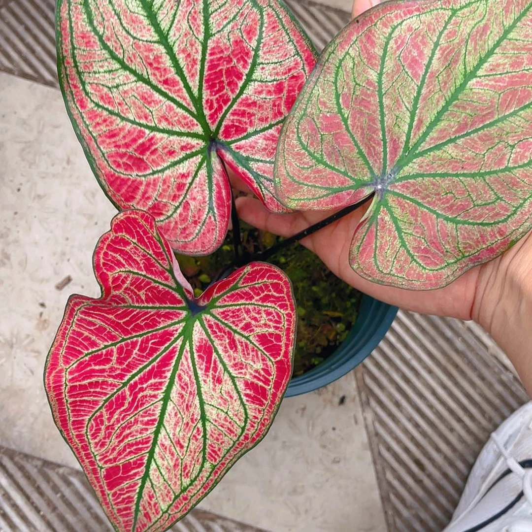 完全开放泰彩一物一拍 4257