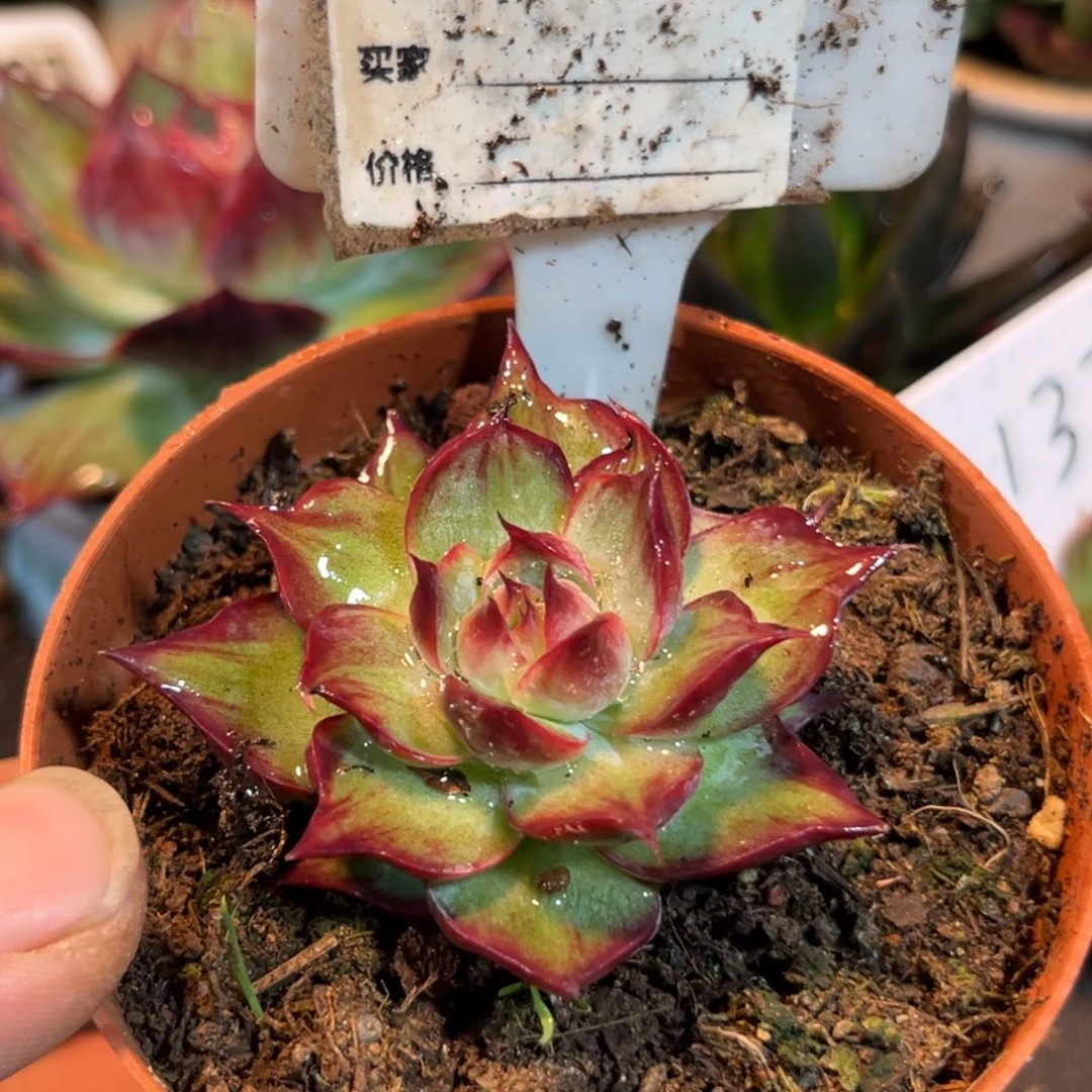 惊鸿仙子多肉植物900