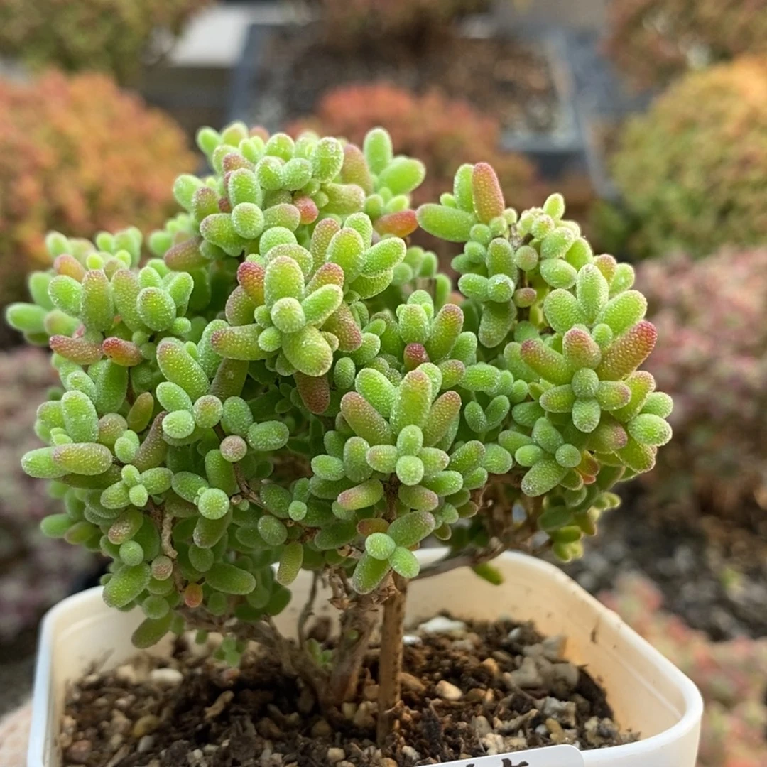 蜜橘糖球5055枝干番杏