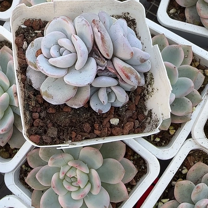 青蛙王子儿童牙膏套装11