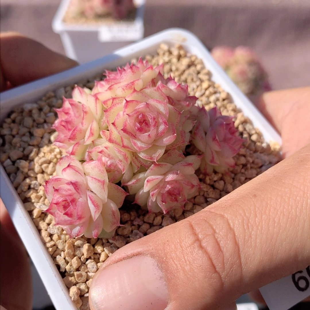 609麦秆群不包整散