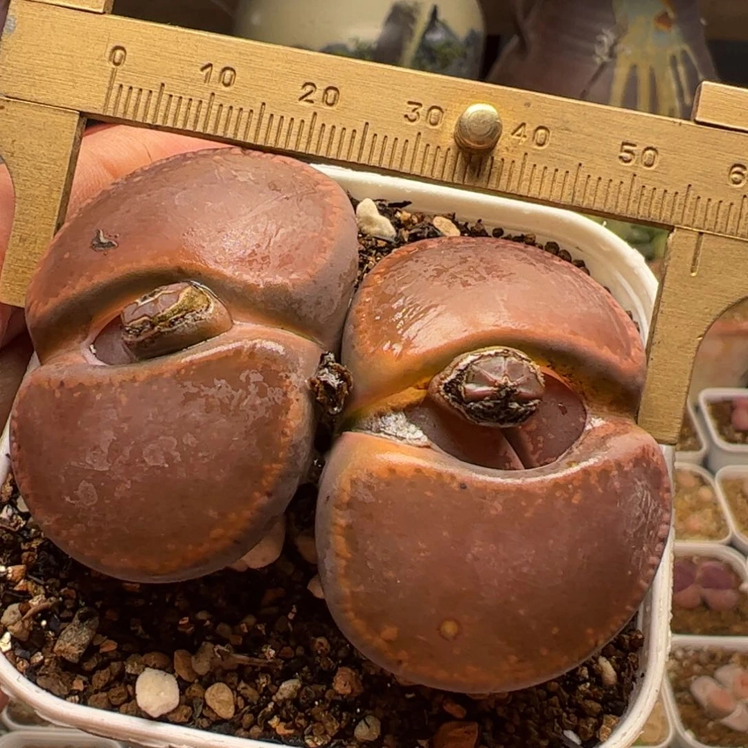 特价5.5厘米红宝石多肉植物百科