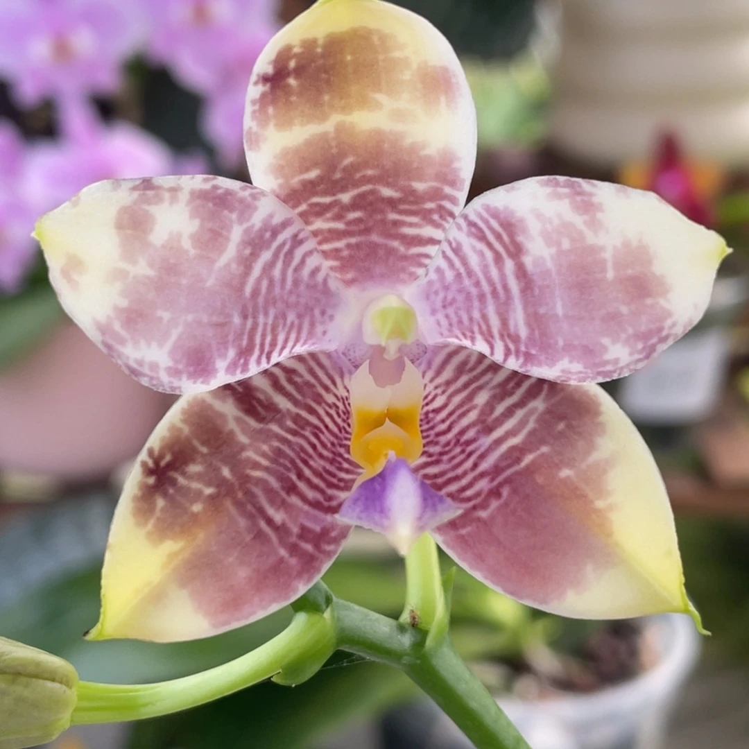 大部分开放少量花苞金虎交蓝豹，浓香