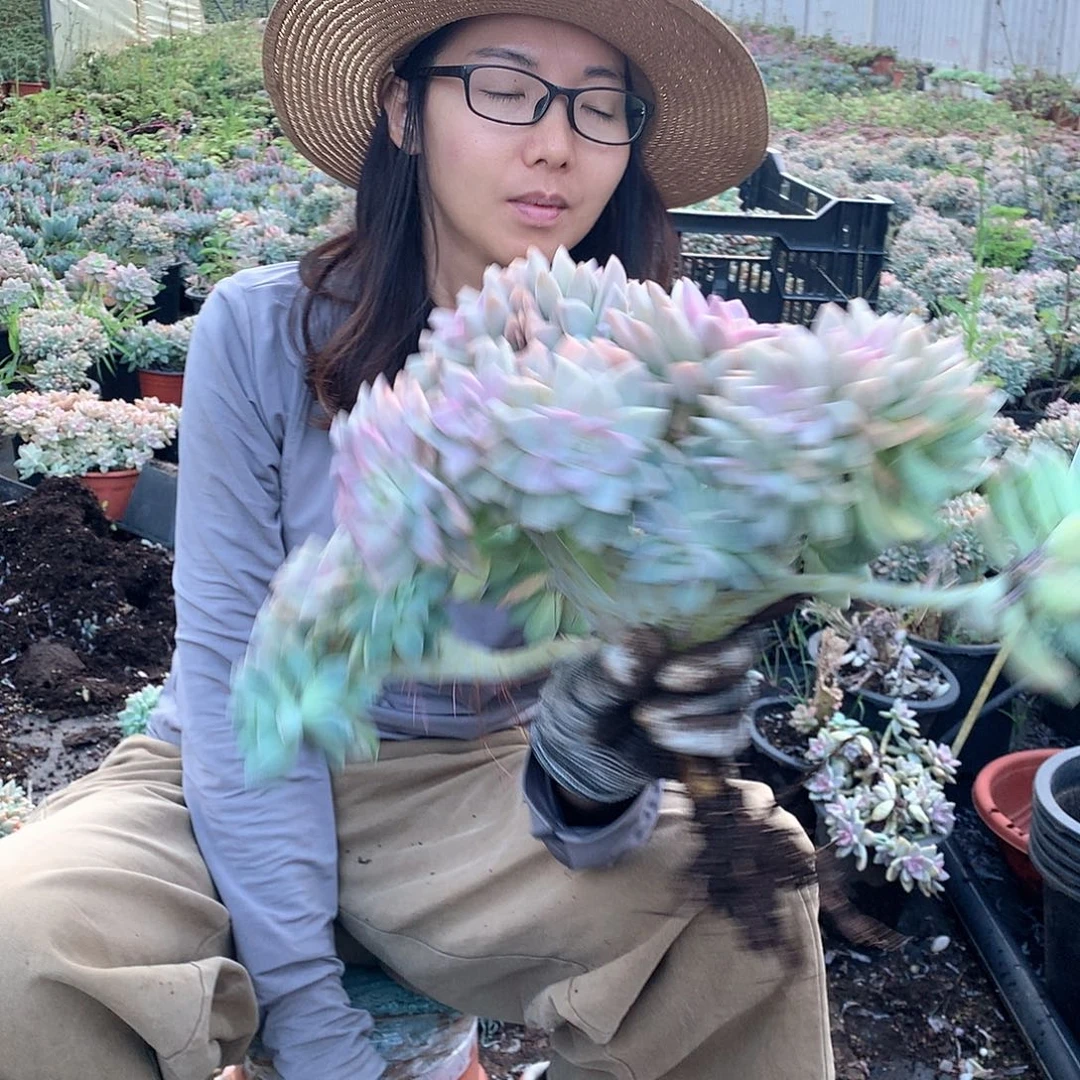 小***儿612 淡雪缀 一物一拍