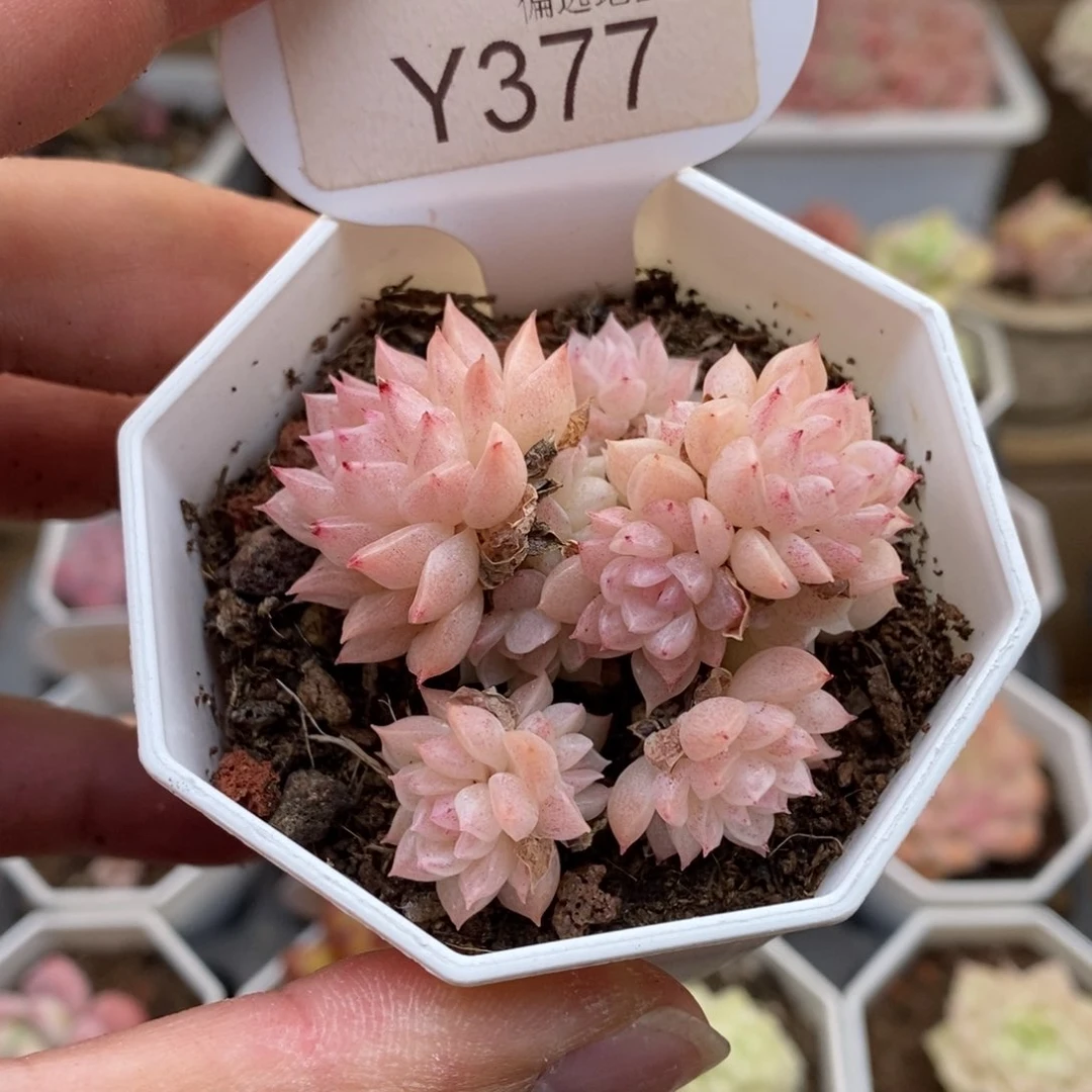 总***.0377麦秆4.5厘米