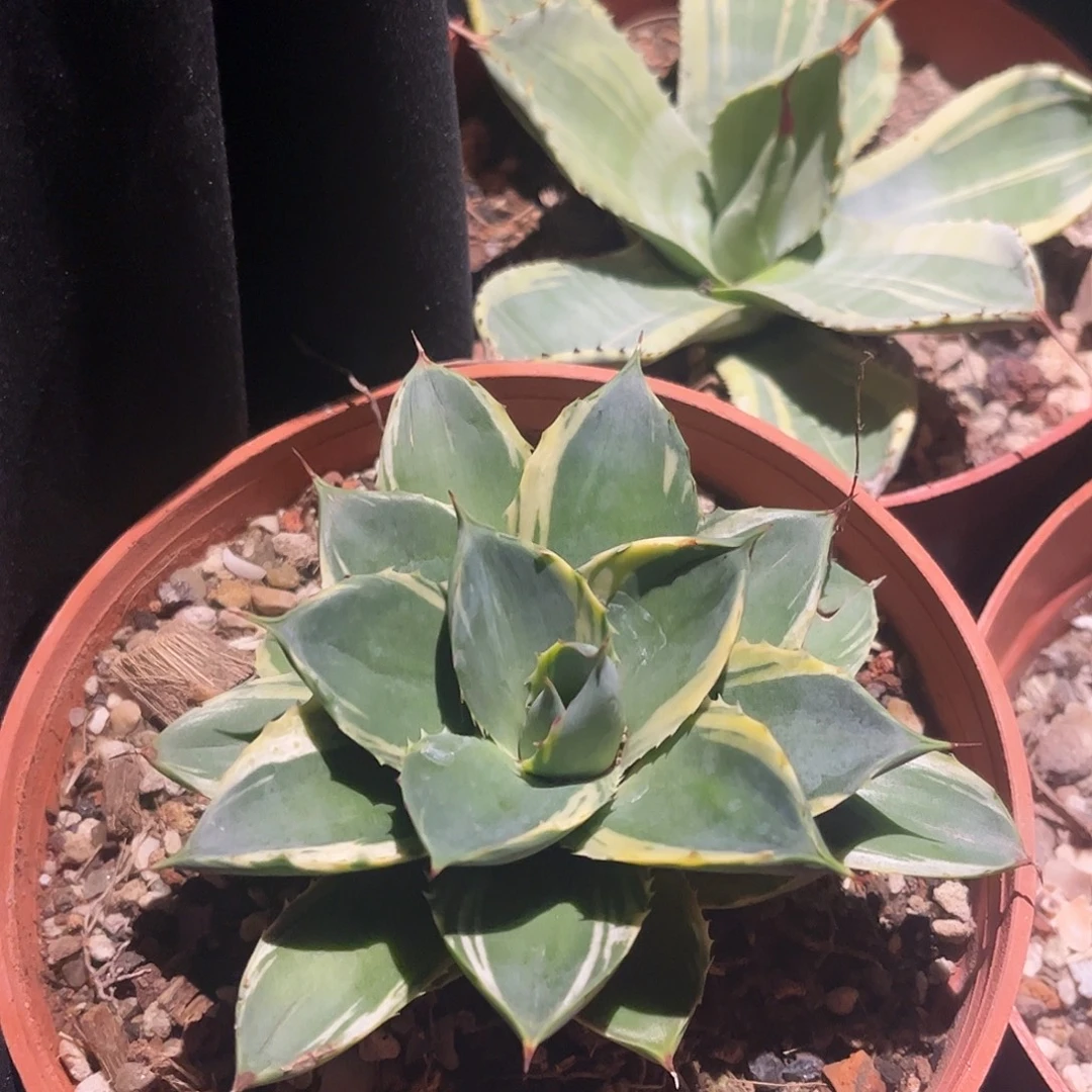 小精灵龙舌兰脱土