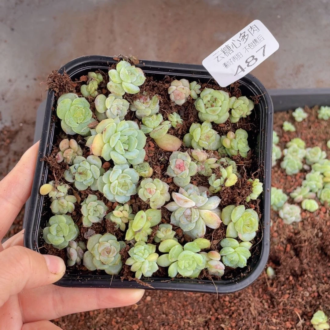 悟****妞云糖心多肉植物487