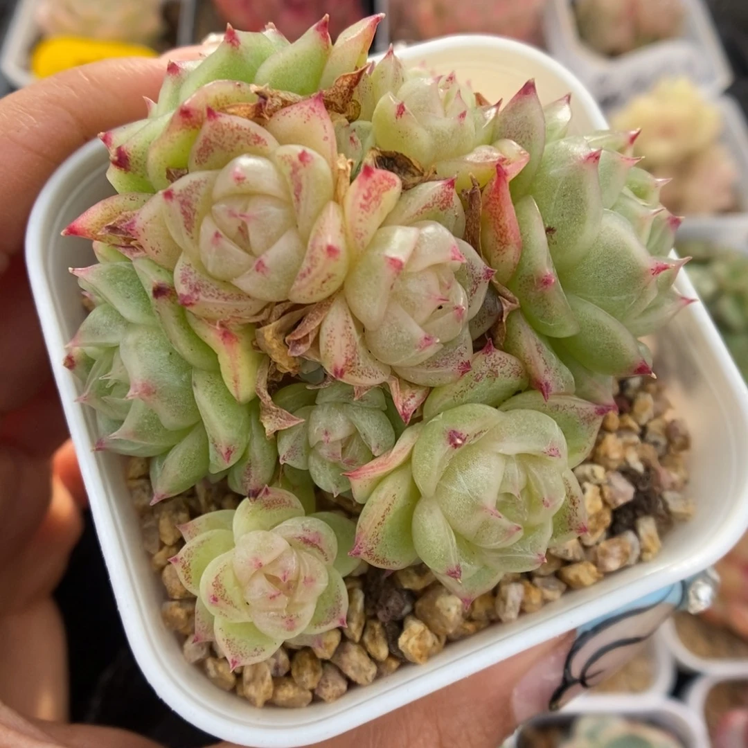 蜜蜡麦秆群生968号。