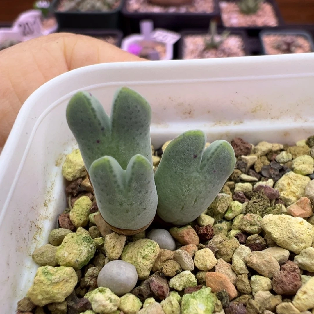 260号皮卡丘杂猪蹄福利