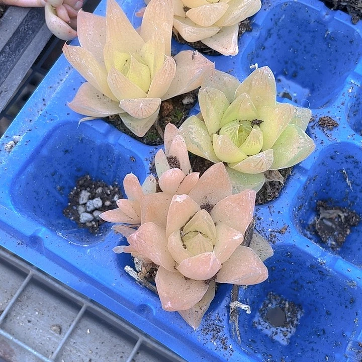 黄金玉露1.5带土发