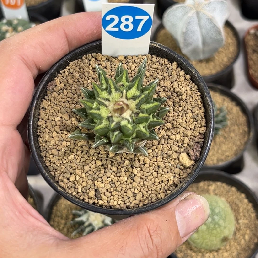 287实生黑牡丹带盆带土
