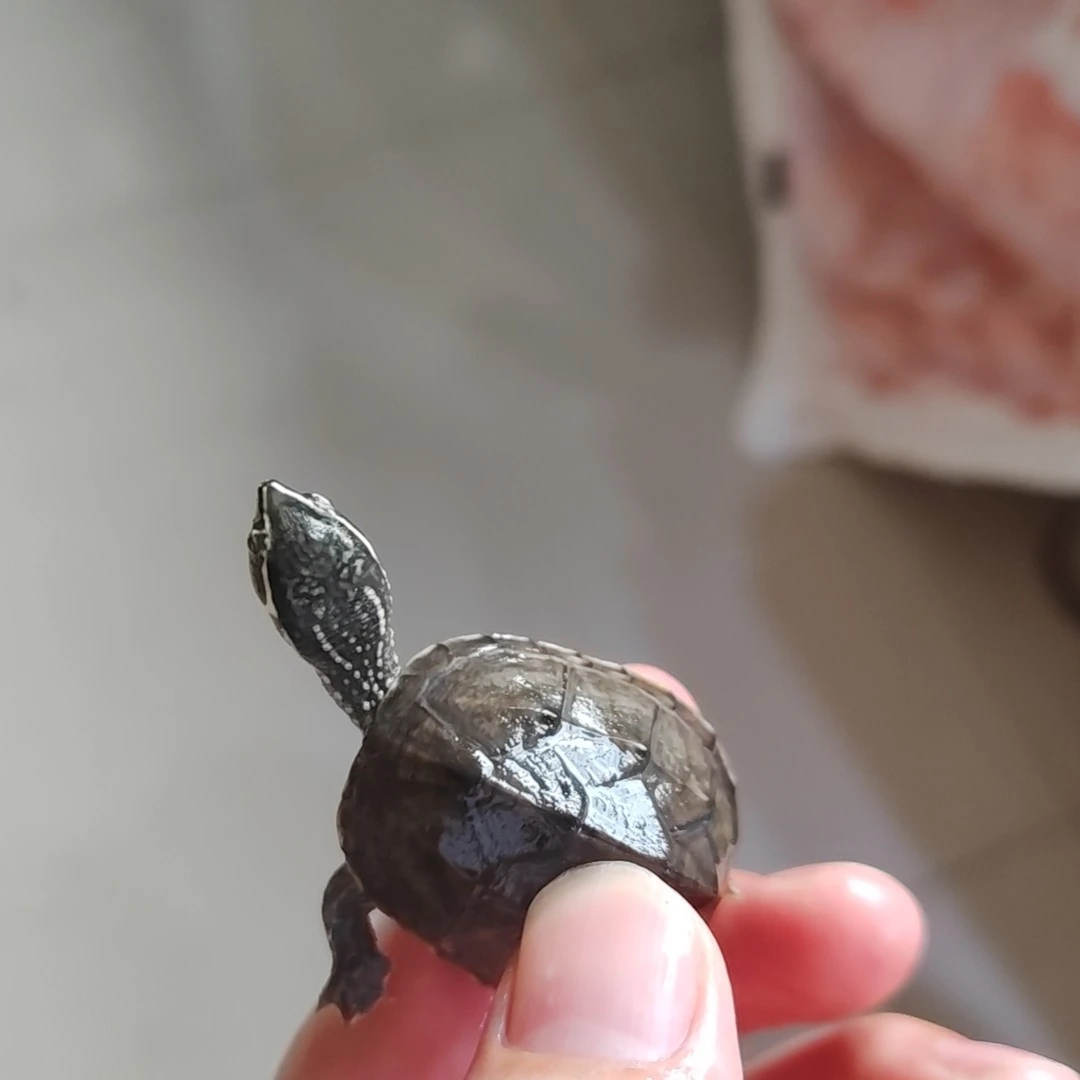 麝香龟苗观赏冷水龟适合家养小乌龟活体