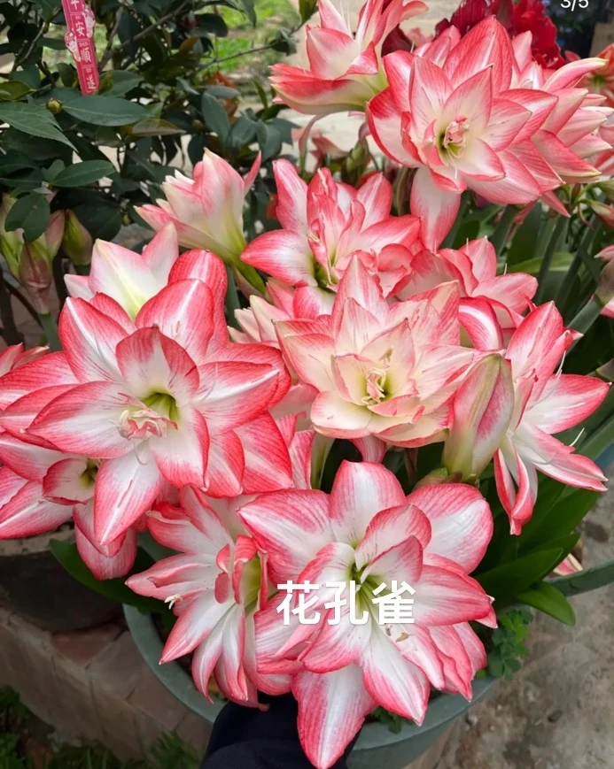 【花孔雀】包对版朱顶红重瓣