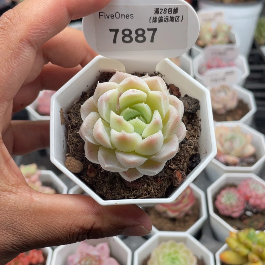 7887白月影4.0厘米