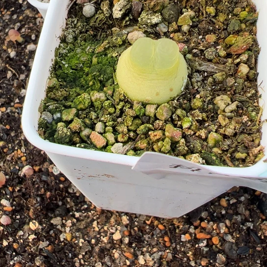 憨***达29-26肉锥多肉植物，