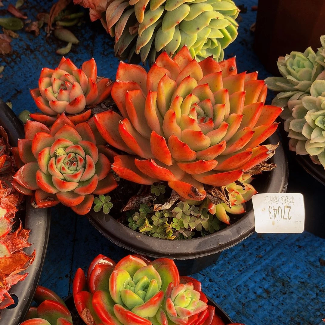 潇***湘    不知名多肉27043