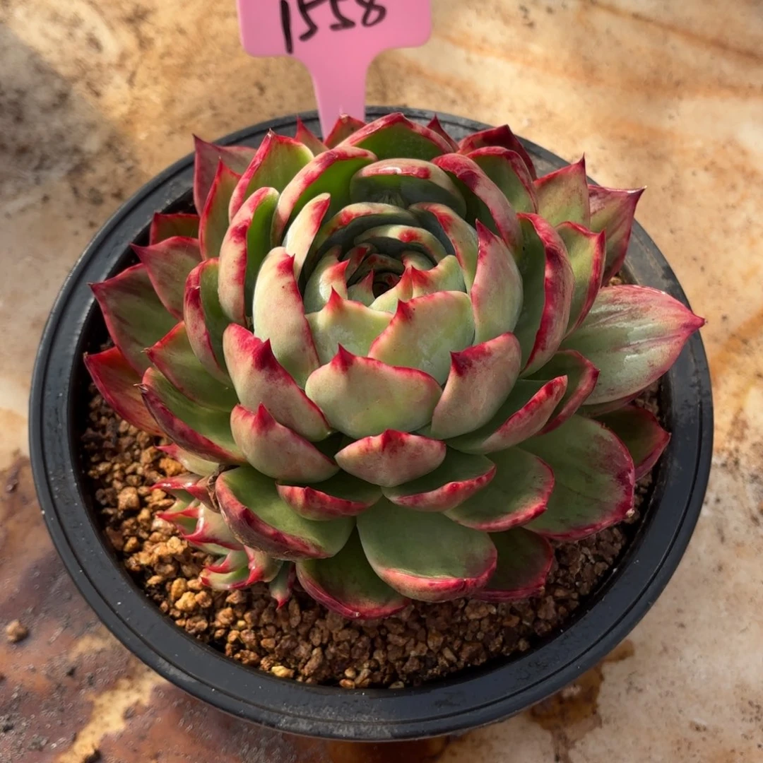 多肉惊鸿仙子 1558