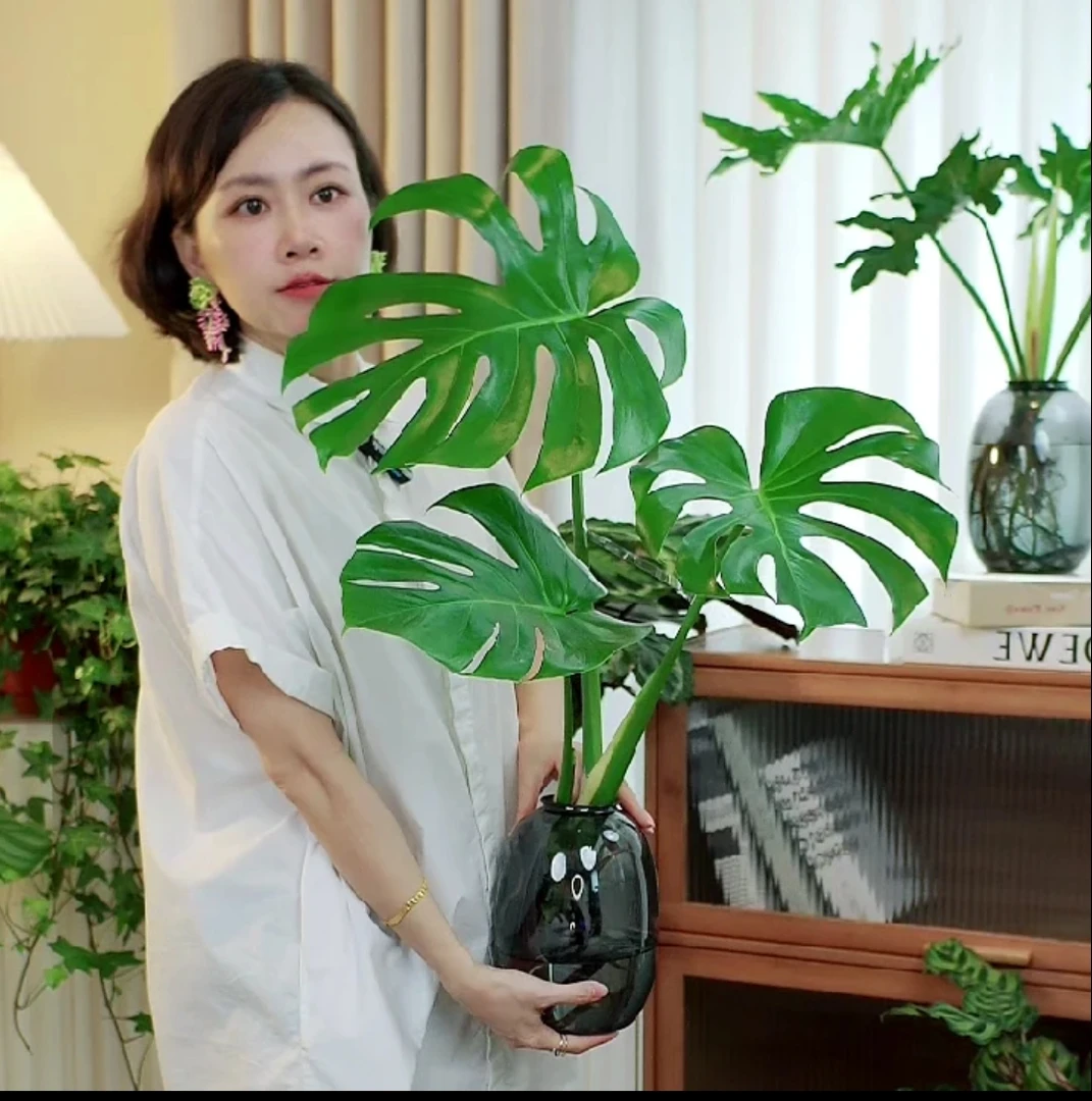 龟背竹土水培盆栽北欧风大叶去甲醛绿植办公水培龟背竹