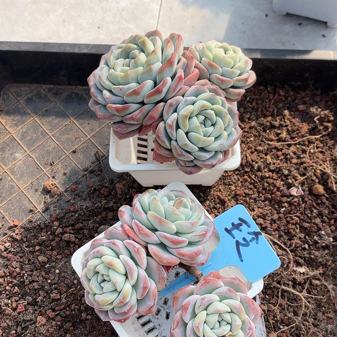 琳姐得两个冰玉好看