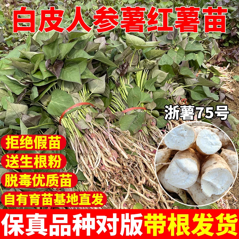 【白皮牛奶人参薯】苗地瓜秧苗板栗薯苗番薯苗原种脱毒红薯秧苗