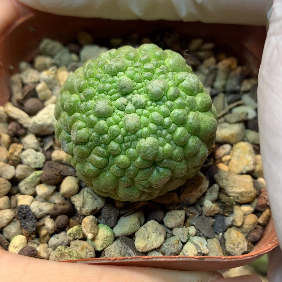 实生 林提玉3公分起发 带盆土发货